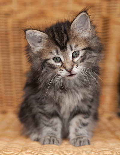 Janka - 7 weeks old