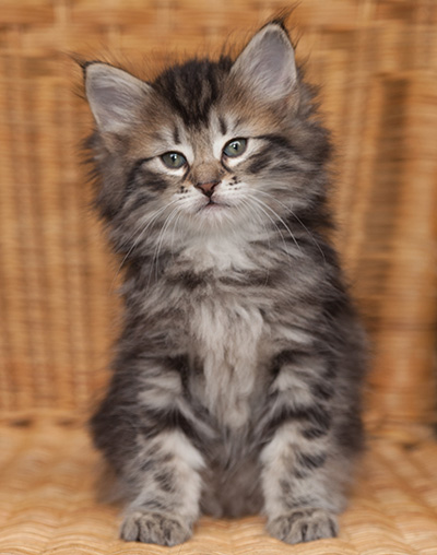 Janka - 7 weeks old