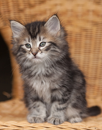 Janka - 7 weeks old