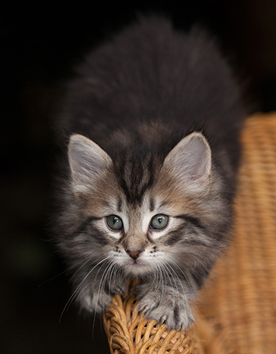 Janka - 7 weeks old
