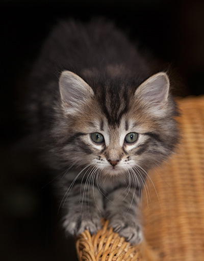 Janka - 7 weeks old