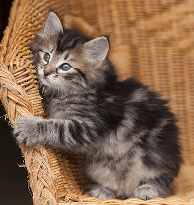 Janka - 7 weeks old