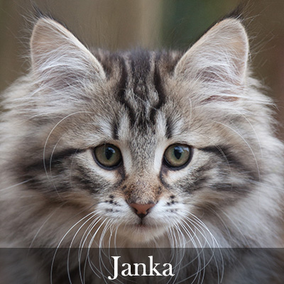 Janka