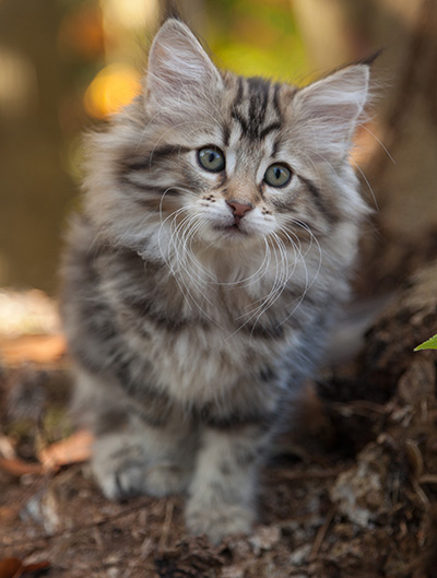 Jelena - 10 weeks old