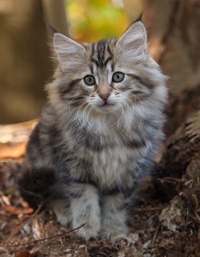Jelena - 10 weeks old