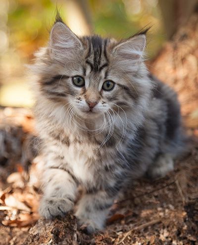 Jelena - 10 weeks old
