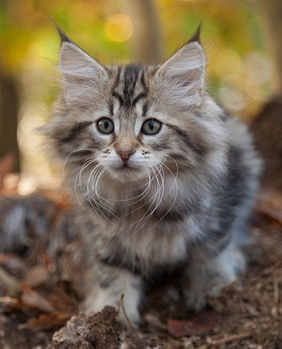 Jelena - 10 weeks old