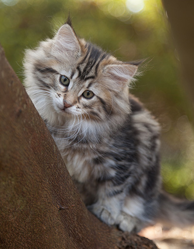 Jelena - 10 weeks old