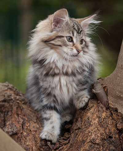 Jelena - 13 weeks old