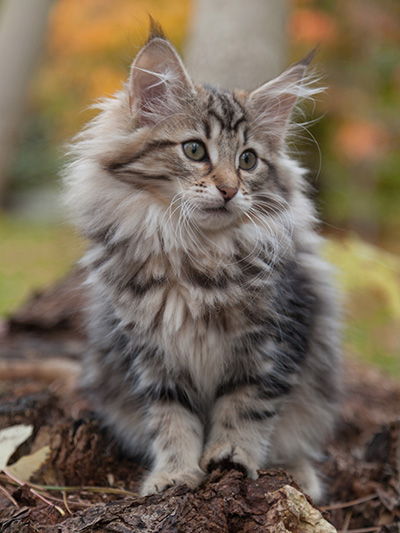 Jelena - 13 weeks old