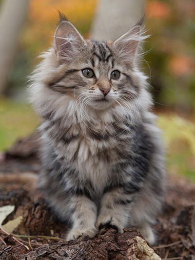Jelena - 13 weeks old