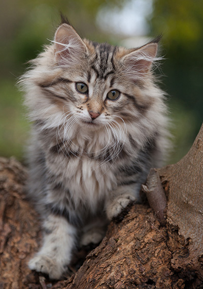 Jelena - 13 weeks old