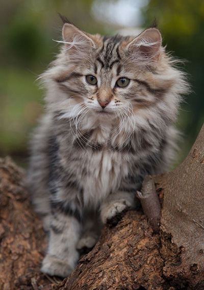 Jelena - 13 weeks old