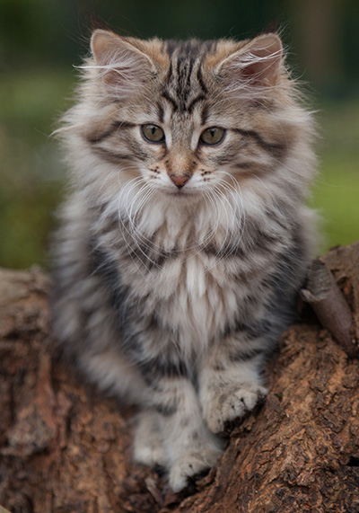 Jelena - 13 weeks old