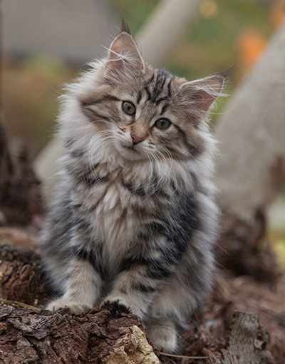 Jelena - 13 weeks old