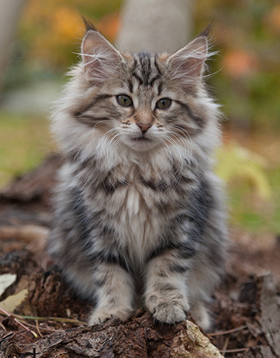 Jelena - 13 weeks old