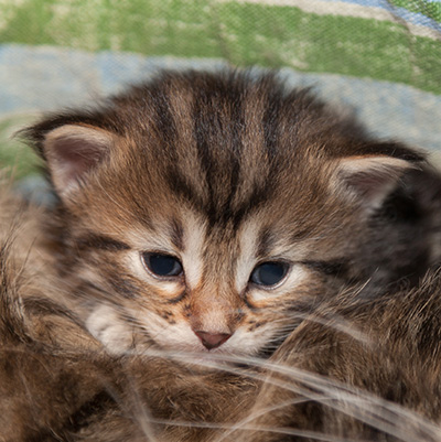 Jelena - 3 weeks old