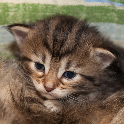 Jelena - 3 weeks old