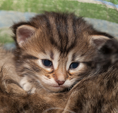 Jelena - 3 weeks old