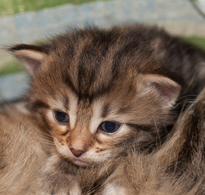 Jelena - 3 weeks old