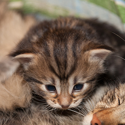 Jelena - 3 weeks old