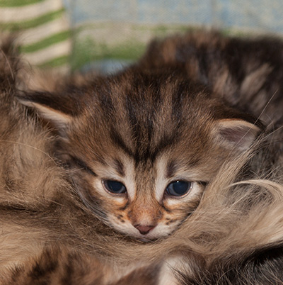 Jelena - 3 weeks old