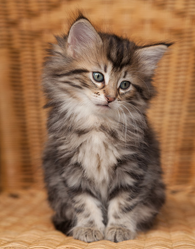 Jelena - 7 weeks old