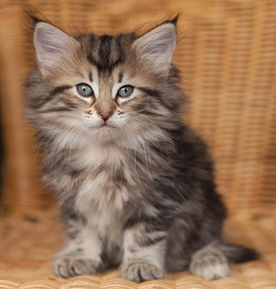 Jelena - 7 weeks old