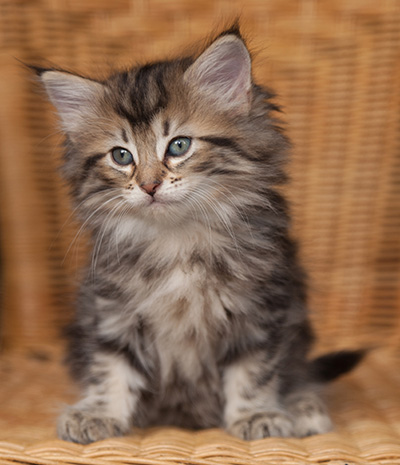 Jelena - 7 weeks old