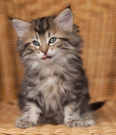 Jelena - 7 weeks old