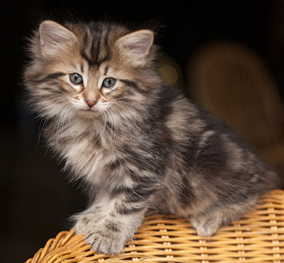 Jelena - 7 weeks old