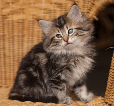 Jelena - 7 weeks old