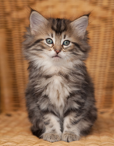 Jelena - 7 weeks old
