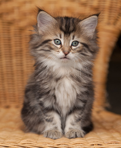 Jelena - 7 weeks old