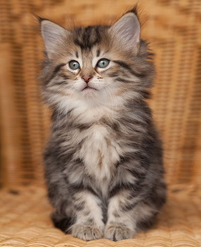 Jelena - 7 weeks old