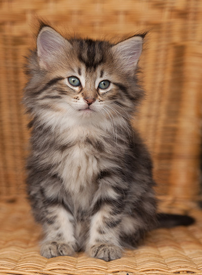 Jelena - 7 weeks old