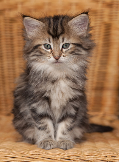 Jelena - 7 weeks old
