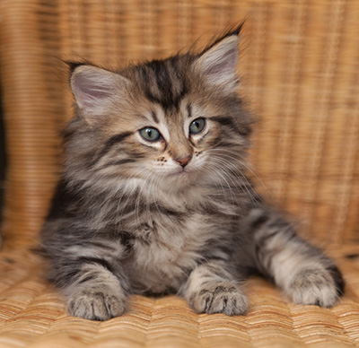 Jelena - 7 weeks old