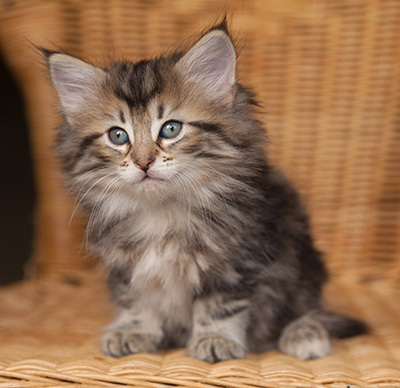 Jelena - 7 weeks old