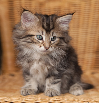 Jelena - 7 weeks old