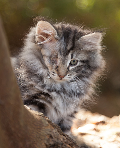 Joppi - 10 weeks old