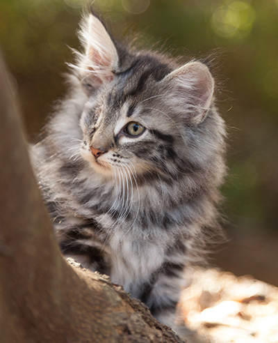Joppi - 10 weeks old