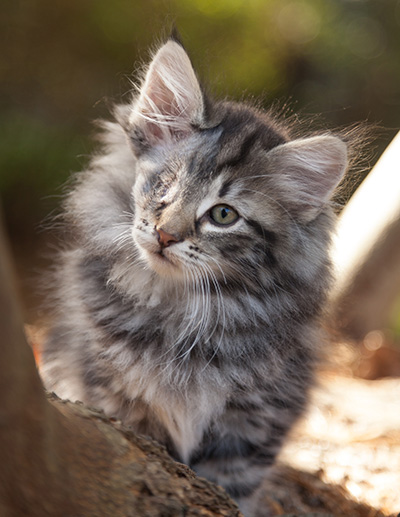 Joppi - 10 weeks old