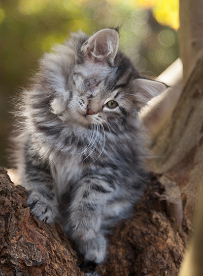 Joppi - 10 weeks old
