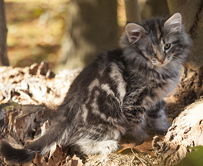Joppi - 10 weeks old