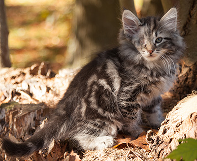Joppi - 10 weeks old