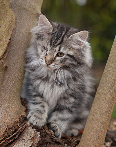 Joppi - 13 weeks old
