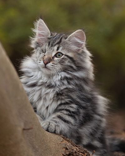 Joppi - 13 weeks old