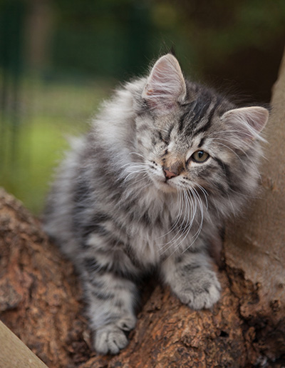 Joppi - 13 weeks old