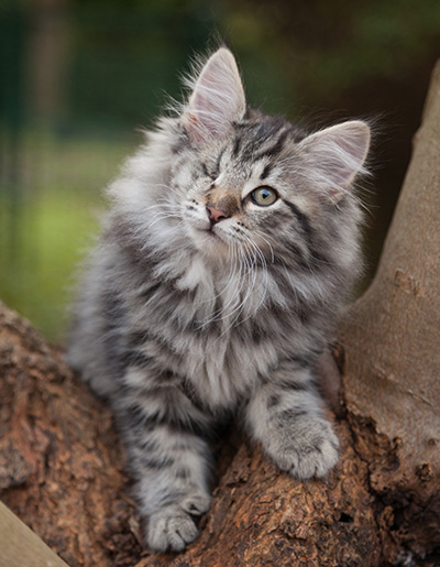 Joppi - 13 weeks old